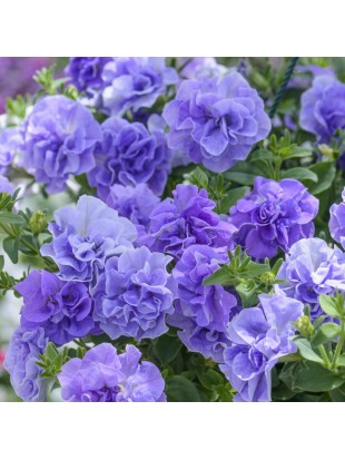 Petunia Tumbelina Maria