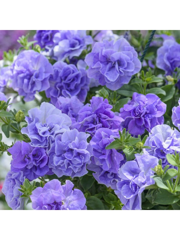 Petunia Tumbelina Maria