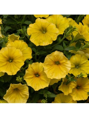Petunia Beautical  Yellow Sun