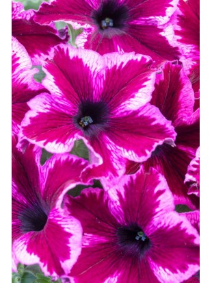 Petunia Crazytunia Cosmic Pink