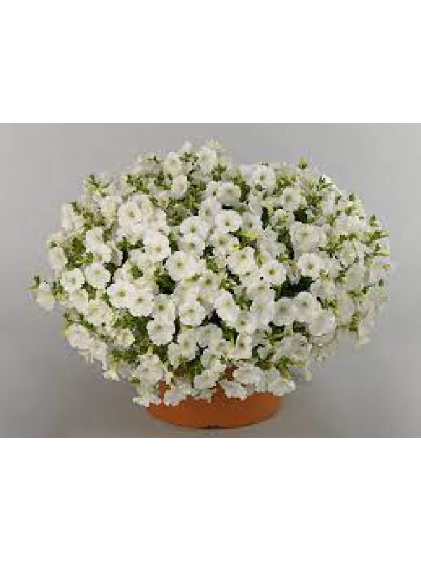 Petunia Surfinia Impulz White