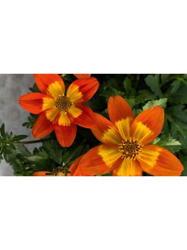 Біденс Compact Orange Yellow Star