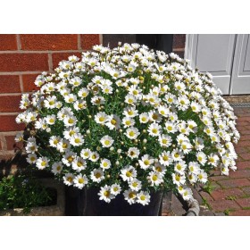 Аргерантемум LaRita ...