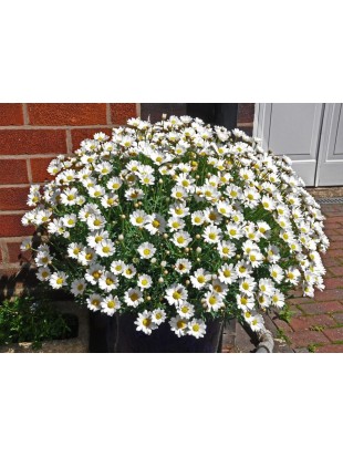 Аргерантемум LaRita Early White