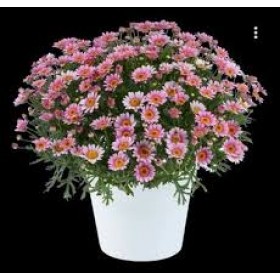 Аргерантемум LaRita ...