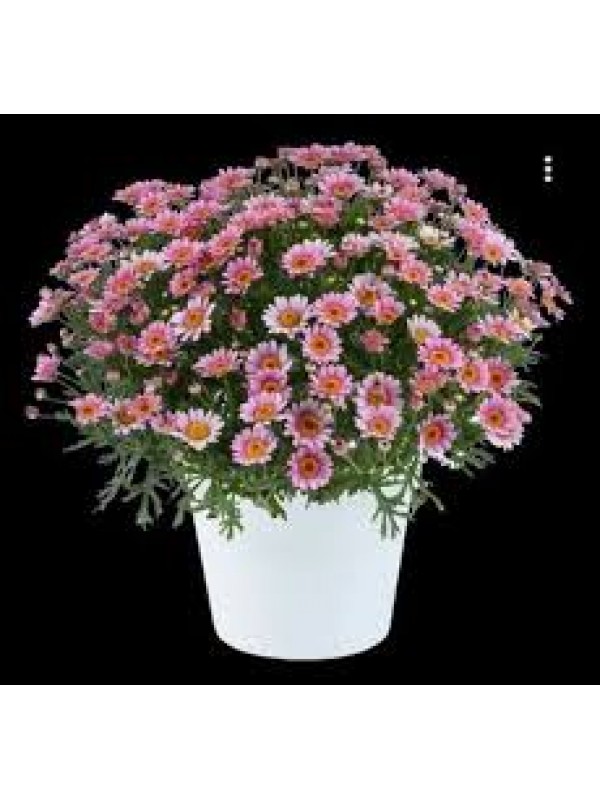 Аргерантемум LaRita Early Magenta