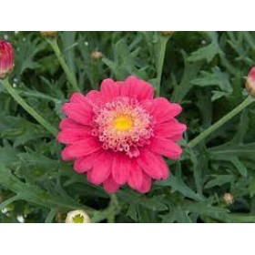 Аргерантемум LaRita ...