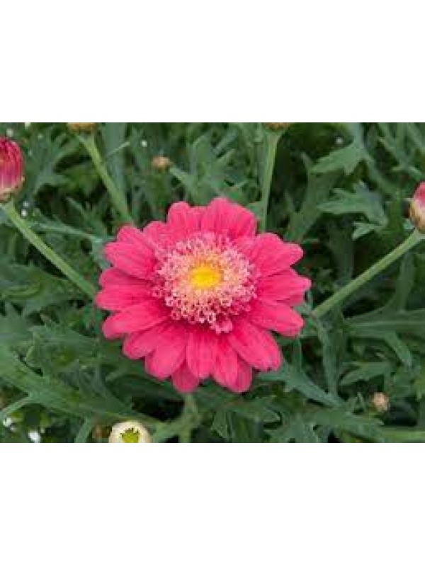 Аргерантемум LaRita Pink