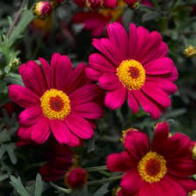 Аргерантемум LaRita ...