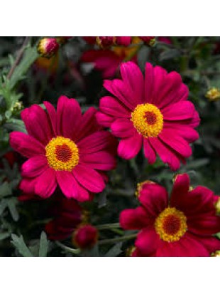 Аргерантемум LaRita Scarlet