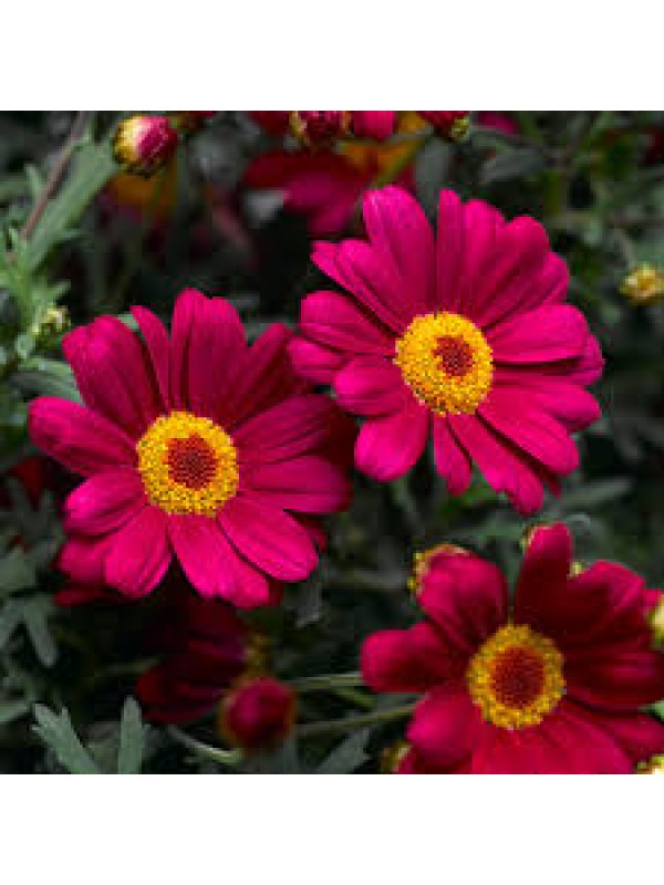 Аргерантемум LaRita Scarlet