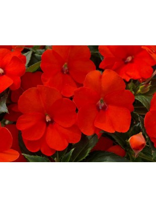 Бальзамін SunPatiens Compact Electric Orange