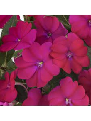 Бальзамін SunPatiens Compact Magenta Impr.