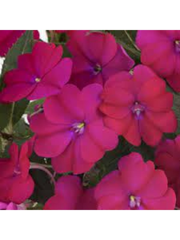 Бальзамін SunPatiens Compact Magenta Impr.