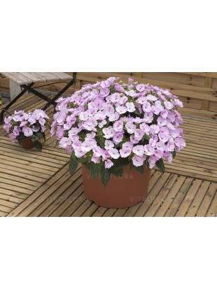 Бальзамін SunPatiens Compact Orchid Blush