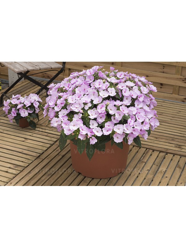 Бальзамін SunPatiens Compact Orchid Blush