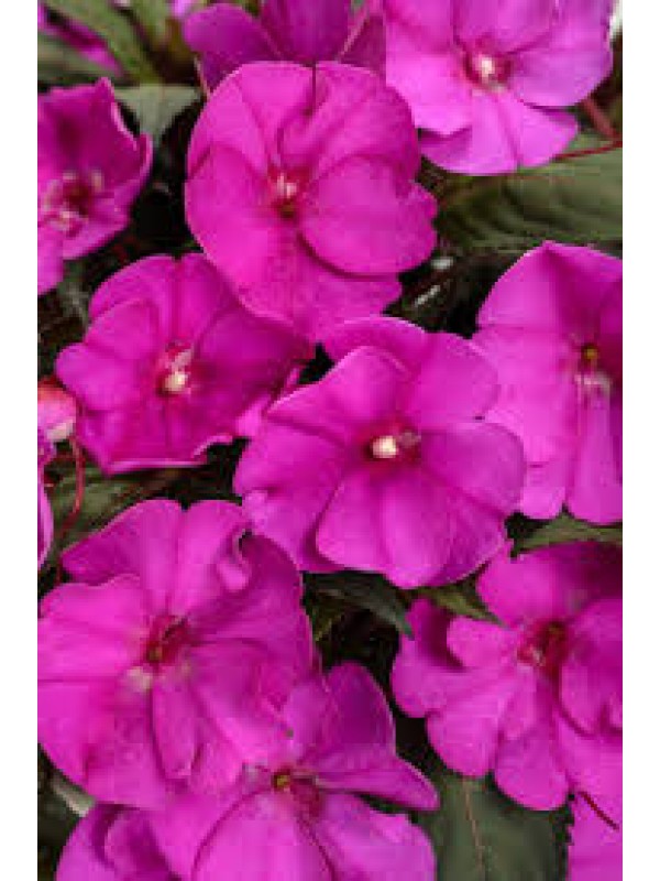 Бальзамін SunPatiens Compact Purple