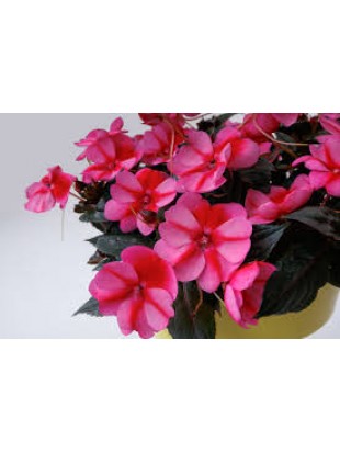 Бальзамін SunPatiens Compact Red Candy