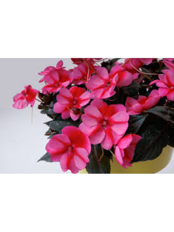 Бальзамін SunPatiens Compact Red Candy