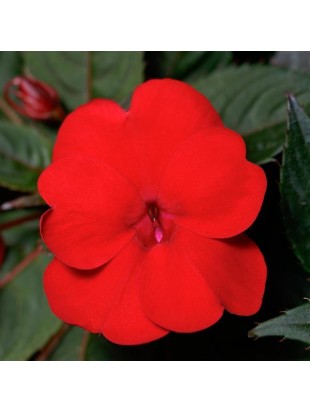 Бальзамін SunPatiens Compact Red