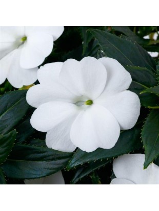 Бальзамін SunPatiens Compact White
