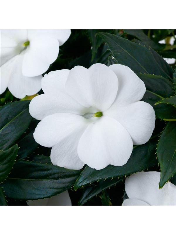 Бальзамін SunPatiens Compact White