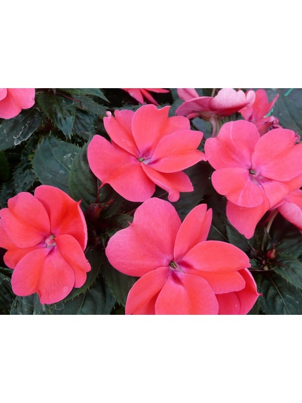 Бальзамін SunPatiens Compact Deep Rose