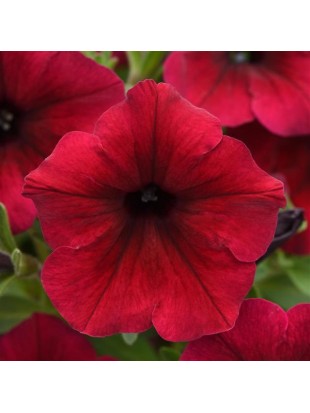 Petunia Famous Dark Red