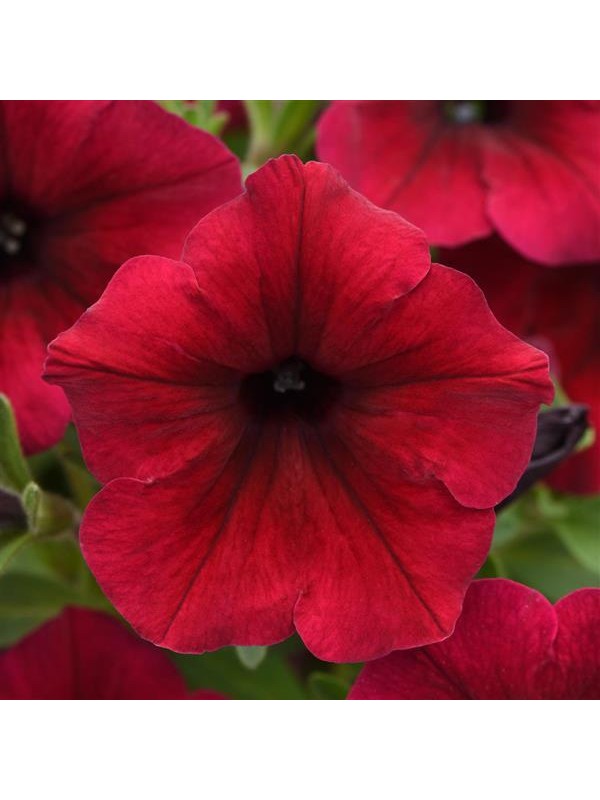 Petunia Famous Dark Red