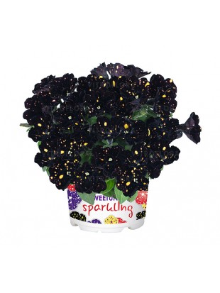 Petunia Sparkling Night
