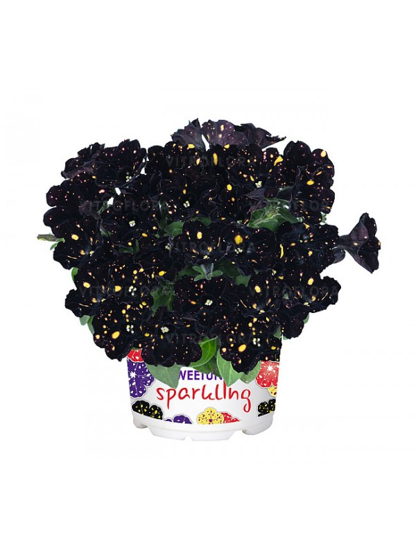 Petunia Sparkling Night