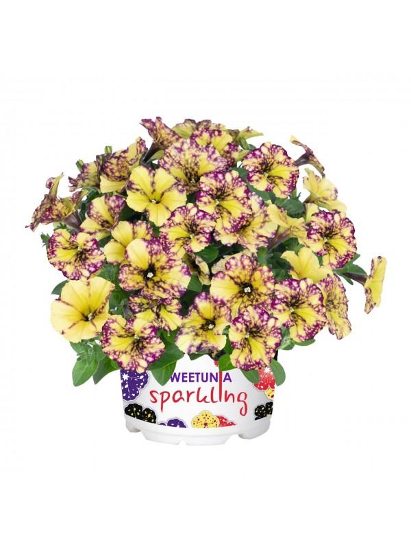 Petunia Sparkling bee