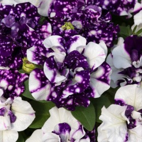 Petunia SweetSunshin...