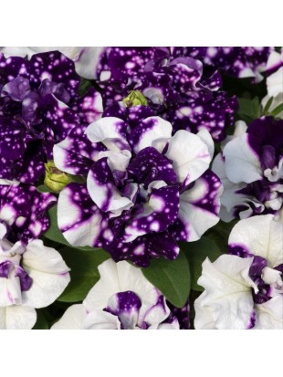 Petunia SweetSunshine Blue Sky