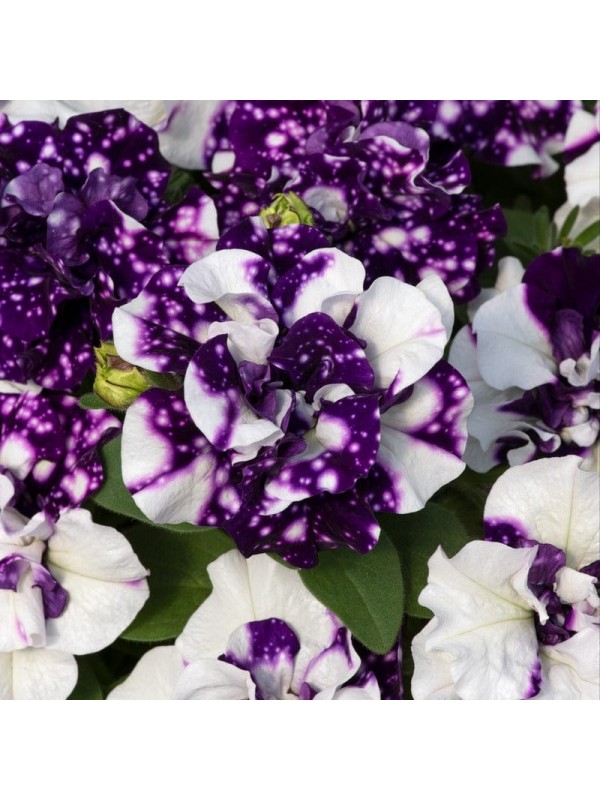 Petunia SweetSunshine Blue Sky