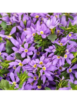 Scaevola Ventia Patio Purple