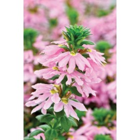 Scaevola Ventia Rose...