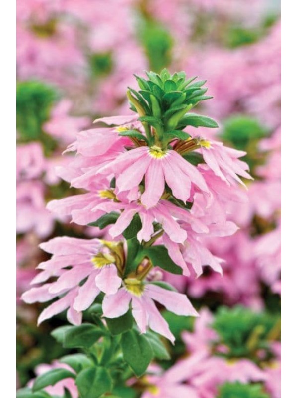 Scaevola Ventia Rose