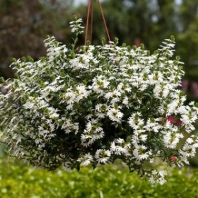 Scaevola Ventia Whit...