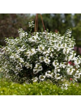 Scaevola Ventia White