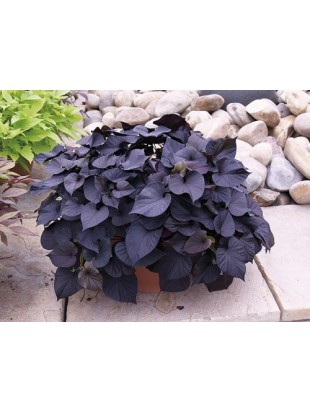 Іпомея батат Black Tone