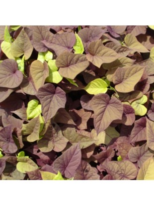 Іпомея батат Sweet Caroline Bronze