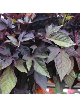 Іпомея батат Sweet Caroline Purple