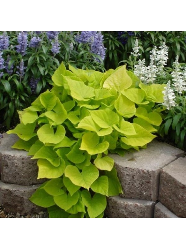 Іпомея батат Lime