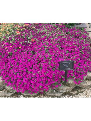 Petunia Itsy Magenta