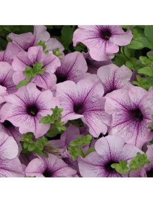 Petunia Surfinia Compact Purple Vein