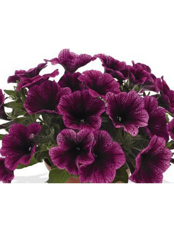 Petunia Sweetunia Purple Gem