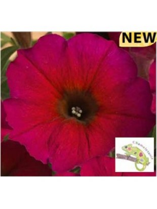 Petunia Beautical Bordeaux