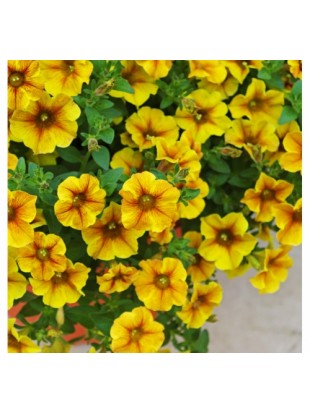 Petunia Beautical Caramel  Yellow