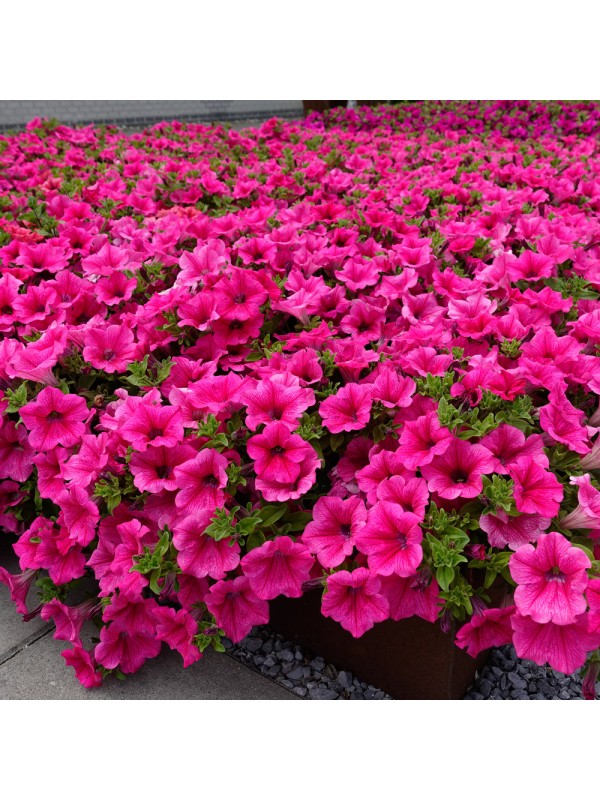 Petunia Surfinia Hot Pink